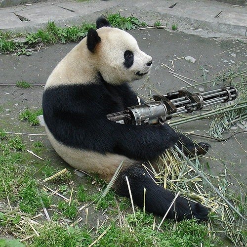 http://www.animalgalleries.org/cache/Large-Land-Mammals/Bears/Giant%20Panda%20Bear/Giant%20Panda%20Bear%20machine%20gun%20funny_w500_h500.jpg