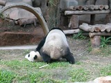 Giant Panda Bear playing