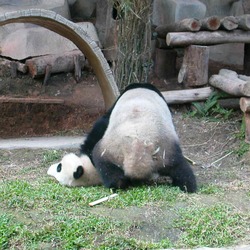 Giant Panda Bear playing