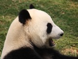 Giant Panda Bear profile laugh