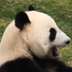 Giant Panda Bear profile laugh