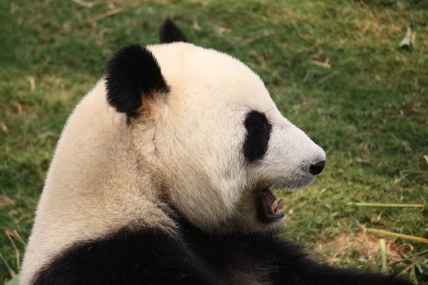 Giant Panda Bear profile laugh