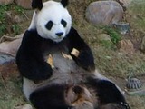 Giant Panda Bear relaxing AnAn