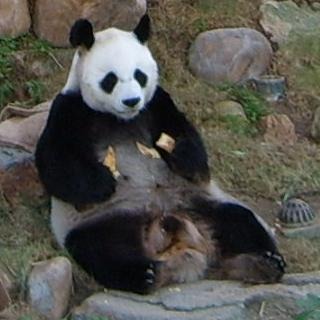 Giant Panda Bear relaxing AnAn