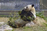 Giant Panda Bear Photo Gallery