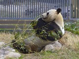 Giant Panda Bear relaxing eating