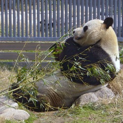 Giant Panda Bear relaxing eating