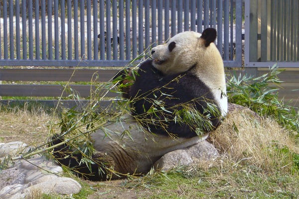 Giant Panda Bear relaxing eating