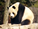 Giant Panda Bear sitting Ailuropoda melanoleuca