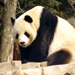 Giant Panda Bear sitting Ailuropoda melanoleuca