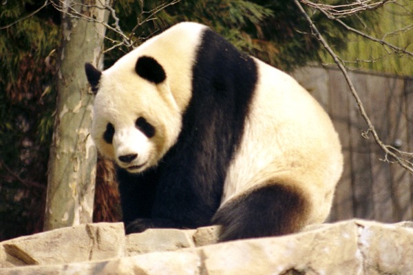 Giant Panda Bear sitting Ailuropoda melanoleuca