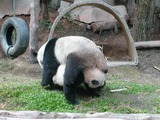 Giant Panda Bear tumble play