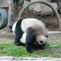 Giant Panda Bear tumble play