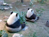 Giant Panda Bear two cute back