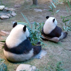 Giant Panda Bear two cute back