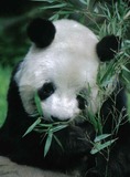 Giant Panda Bear Photo Gallery