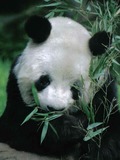 Giant Panda Bear yan yan eating bamboo