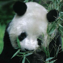 Giant Panda Bear yan yan eating bamboo