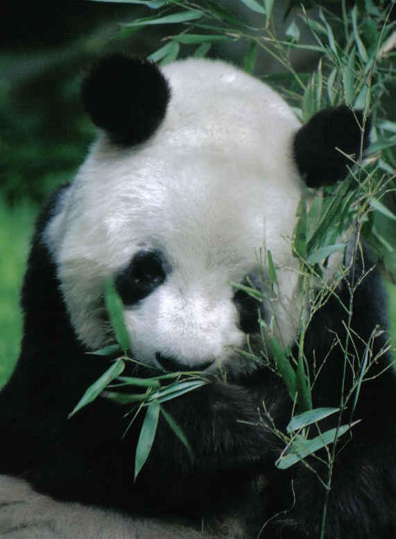 Giant Panda Bear yan yan eating bamboo