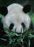 Giant Panda Bear Photo Gallery