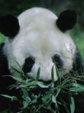 Giant Panda Bear yan yan eating