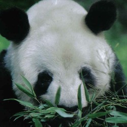 Giant Panda Bear yan yan eating