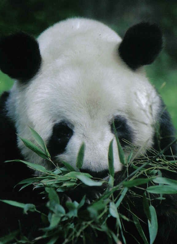 Giant Panda Bear yan yan eating