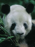 Giant Panda Bear yan yan face