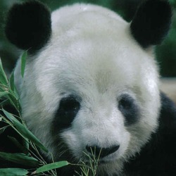 Giant Panda Bear yan yan face