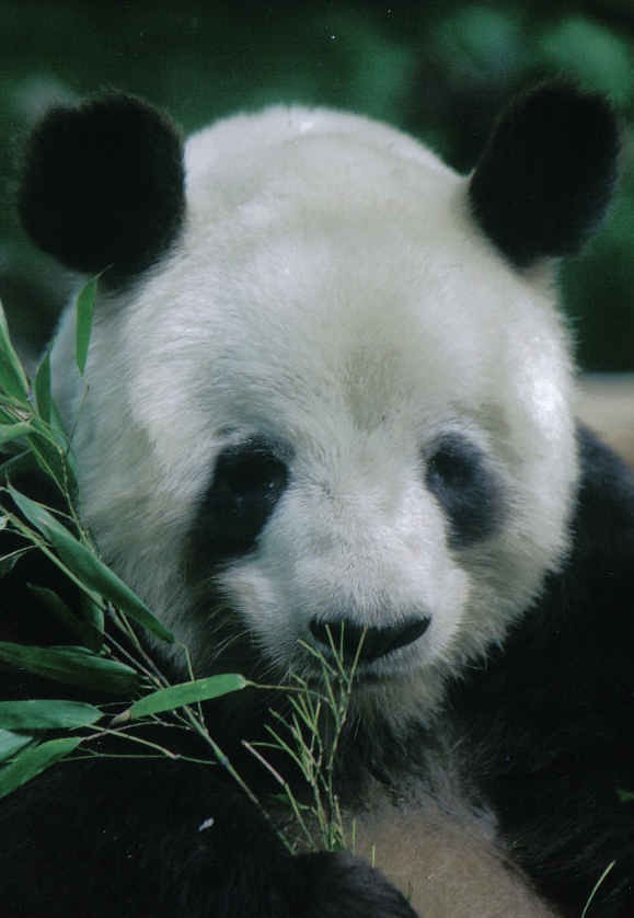 Giant Panda Bear yan yan face