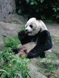 Giant Panda Bear zoo Ailuropoda melanoleuca