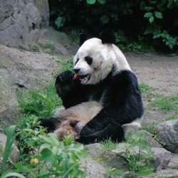 Giant Panda Bear zoo Ailuropoda melanoleuca