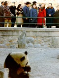 Giant Panda Bear zoo captivity panda