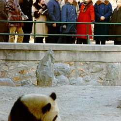 Giant Panda Bear zoo captivity panda