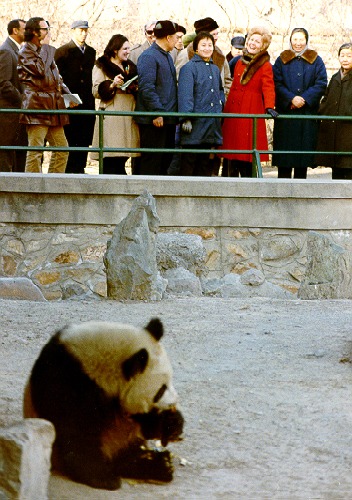 Giant Panda Bear zoo captivity panda