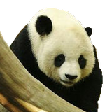 Giant Panda Bear Photo Gallery