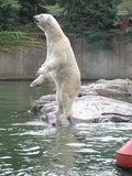 Oso Ursus maritimus Polar Bear