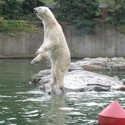 Oso Ursus maritimus Polar Bear