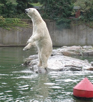 Oso Ursus maritimus Polar Bear
