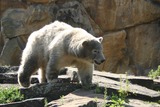 Polar Bear Photo Gallery