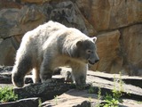 Polar Bear arctic  zoo Ursus maritimus