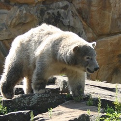 Polar Bear arctic  zoo Ursus maritimus