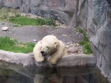 Polar Bear arctic Alaska zoo Ursus maritimus