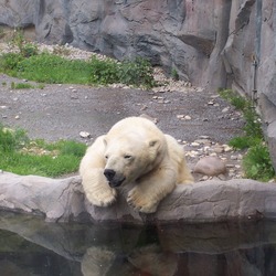 Polar Bear arctic Alaska zoo Ursus maritimus