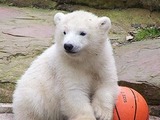 Polar Bear arctic Aquapark Tiergartenbaby cub