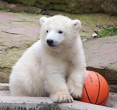 Polar Bear arctic Aquapark Tiergartenbaby cub