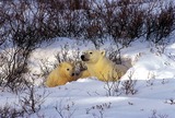 Polar Bear Photo Gallery