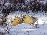 Polar Bear arctic Barenmutter endangered Ursus maritimus