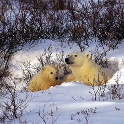 Polar Bear arctic Barenmutter endangered Ursus maritimus