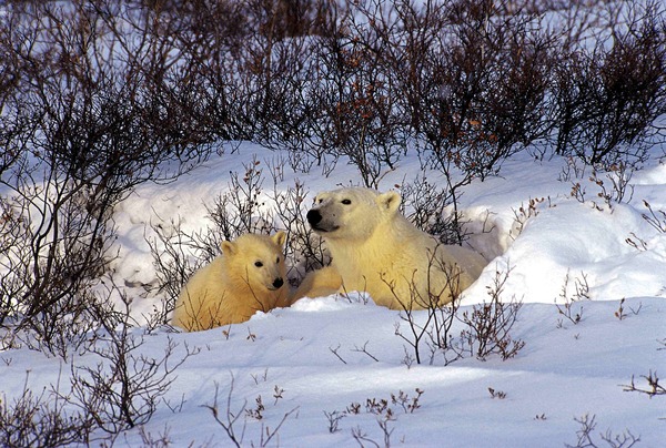 Polar Bear arctic Barenmutter endangered Ursus maritimus